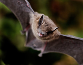 Common pipistrelle  bat (Pipistrellus pipistrellus) Pipistrelles are the smallest and commonest bat in the UK.