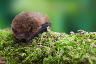 55khz Pipistrelle bat (Pipistrellus pygmaeus) Captive