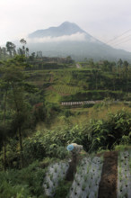 Farmer village near Mt Merapi Indonesia volcano