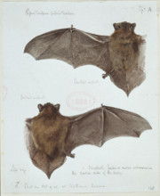 Pipistrellus pipistrellus, common pipistrelle