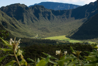 Vegetation in the approach to the volcano Piton de la Fournaise volcano, also known as smelling of vanilla. In a very distant is