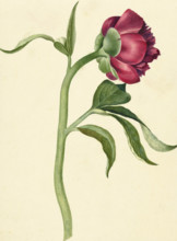 Peony flower - by C. J. Crumb, 1700 - 1800 - Editorial use only.