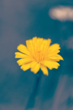 Bright yellow flower on blur background with vintage filter effect.