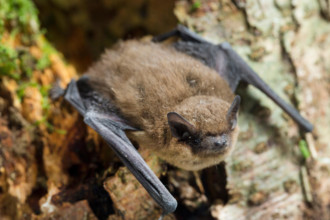 common pipistrelle (Pipistrellus pipistrellus), at a tree, Germany