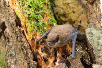 common pipistrelle (Pipistrellus pipistrellus), at a tree, Germany