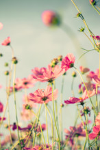 cosmos flower and soft light with vintage toned effect.