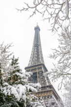 Winter in Paris in the snow. Low angle view of the Eiffel tower through snow covered branches.