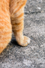 Street cat isolate on background,front view from the top, technical cost-up.
