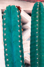 Vintage  cactus flowers pastel color to Creative  pattern and texture design with  background banner