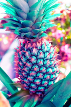 Vintage  pineapple pastel color to Creative  pattern and texture design with  background banner