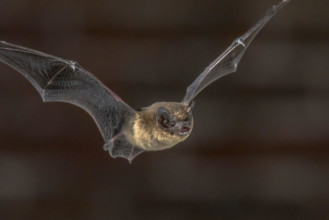Close up of Pipistrelle bat (Pipistrellus pipistrellus) flying on attic of church in darkness