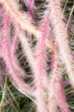 Grass poaceae to creative texture and pattern for design and decoration isolate on background.Copy space.(Soft focus)