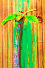 Cactus pastel tone on rust wall.Copy space.