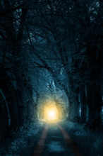 footpath trough mystically forest to sunlight