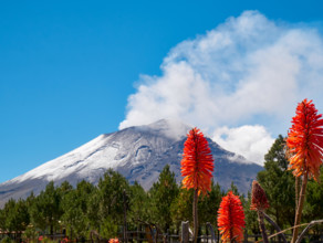 Torch lily flowers in foreground with Popocatepetl volcano in background, Itza-Popo National Park, Mexico