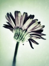 Gerbera flower with grunge effect.