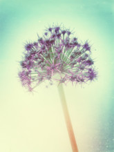 Allium flower with retro effect.