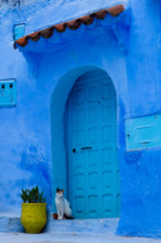 Traditional moroccan architectural details including a cat and typical colorful flowerpots in the Blue City, Chefchaouen, Morocco
