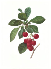 Antique illustration of a cherry engraved by Pierre-Joseph Redoute (1759 - 1840), nicknamed "The Raphael of flowers".