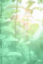 Neo mint color background, close-up on mint leaves toned in trendy shade of light green color, copy-space