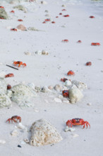 Red Crabs, Gecarcoidea natalis, on beach, Christmas Island, Australia