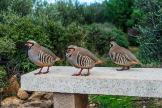 Three chukar partridge (Alectoris chukar) at the Cape Sounion in the coast of East Attica, Greece
