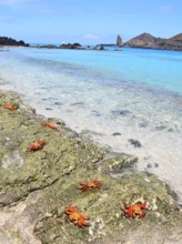 Sally lightfoot crab Grapsus grapsus in front of mountain landscape on Galapagos