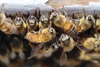 huge bee population