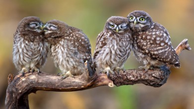 Four little owls (Athene noctua) sitting on a stick.