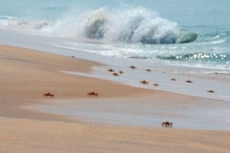 many crabs on beach