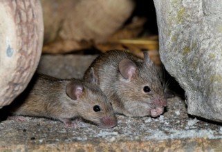 House mouse feeding on scraps in urban house garden.