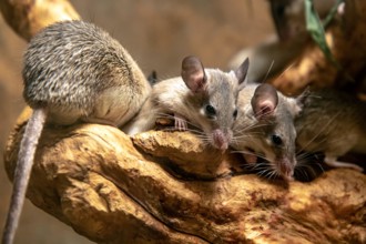 The group of Somali grass rat - Neumann's grass rat. Arvicanthis somalicus.