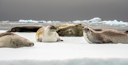 Group of fur seals on ice floe, Fish Islands, Antarctica