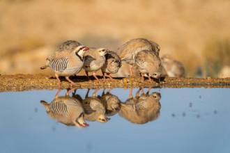 Chukar partridge  (Alectoris chukar) or simply chukar