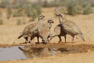 Chukar Partridge or Chukar (Alectoris chukar) Photographed in Israel, Near a water pool Negev desert. A Palearctic upland gamebird in the pheasant fam
