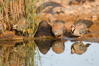 Chukar Partridge or Chukar (Alectoris chukar) Photographed in Israel, Near a water pool Negev desert. A Palearctic upland gamebird in the pheasant fam