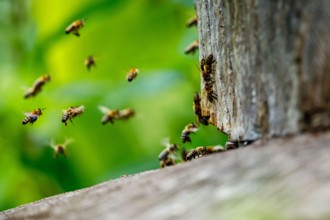 A swarm of honey bees at the bee house