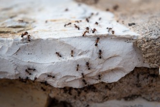 A colony of ants marching in a line.