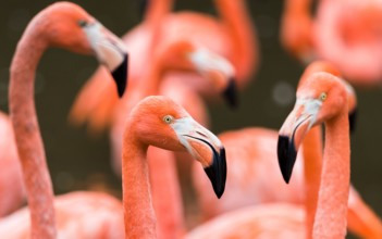 Flamboyance of colourful Caribbean flamingos fill the frame near Chester in September 2021.