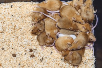 In cage breeding rodents, mice. Mouse is small mammal of rodent group with pointed snout, large rounded ears and long hairy tail.