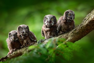Four young owls. Small bird Boreal owl, Aegolius funereus, sitting on the tree branch in green forest background, young, baby, cub, calf, pup, Sweden.