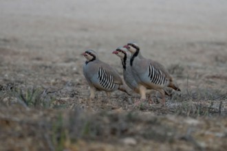 Three partridges in a dry fallow field on a hazy dawn in Jerusalem, Israel.