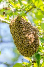 Close up of a swarm of wild UK honey bees gathering together on the branch of a public park tree to form a temporary new home/hive.