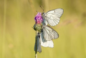 Several butterflies black-veined White (Aporia crataegi) on a flower in a meadow. Alsace, France.