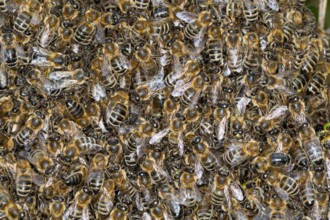 Honigbiene, Bienenschwarm, Schwarm, Volk schwärmt aus, Bienenvolk, Honig-Biene, Europäische Honigbiene, Westliche Honigbiene, Biene, Bienen, Apis mell