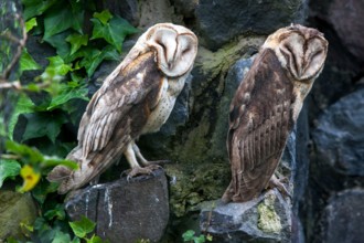 A pair of Barn owls at Condor Park at Otavalo in Ecuador. Condor Park is home to many of South Americas endangered bird species.