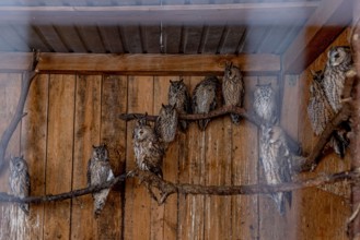 Lviv, Ukraine. 21st Oct, 2023. Rescued owls from Kherson region are seen in a big cage at Domivka animal shelter in Lviv. Domivka Vryatovanykh Tvaryn is a charitable animal shelter that saves animals ...
