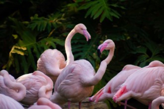 Two greater flamingos in a flock, Phoenicopterus roseus