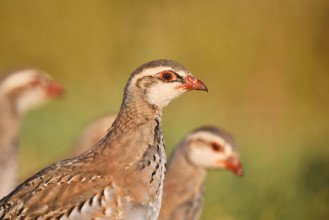red-legged partridge (Alectoris rufa), juvenile, portrait, Spain