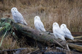 Four snowy owls surveying their surroundings from logs at the beach. Boundary Bay Regional Park, Canada